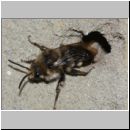 Melecta albifrons - Trauerbiene 06 14mm am IH.jpg